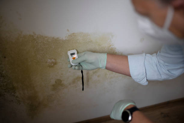 Best Black Mold Removal  in San Rafael, NM