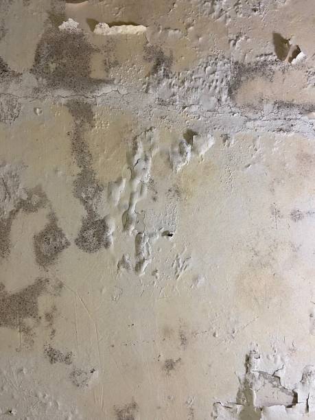 Best Office Mold Removal Services  in San Rafael, NM