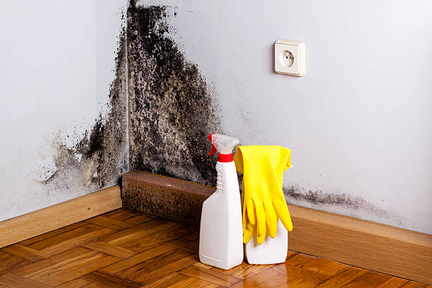 Professional Mold Removal in San Rafael, NM
